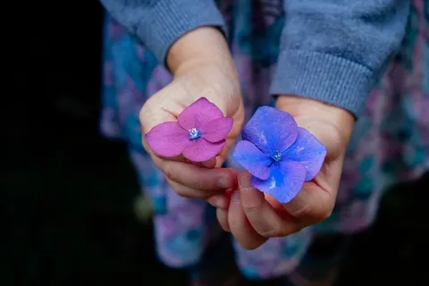 鲜花,手,控股,开花,花瓣,颜色 鲜花,手,控股,开花,花瓣,颜色