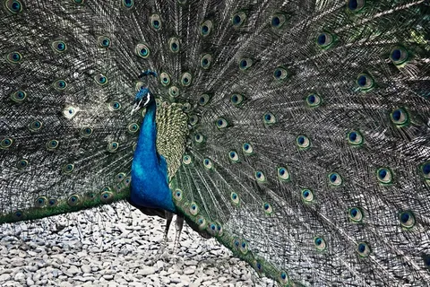 孔雀,绿孔雀,蓝孔雀,虫子,孔雀开屏,蓝孔雀