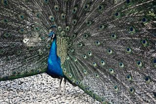 孔雀,绿孔雀,蓝孔雀,虫子,孔雀开屏,蓝孔雀