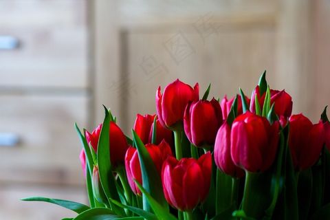 郁金香，鲜花，束鲜花，春天，性质