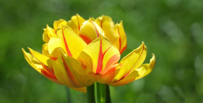 郁金香，花，开花，黄色红色