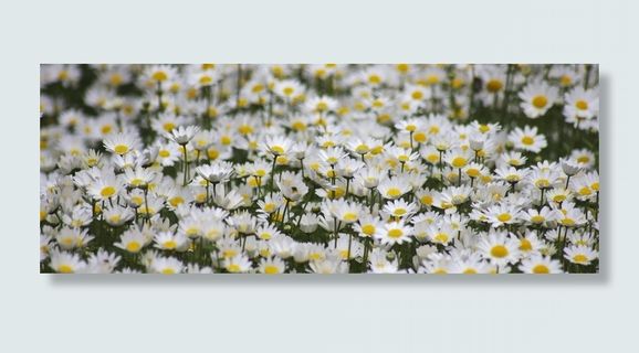 雏菊，花的，野生，外，自然，植物，夏天