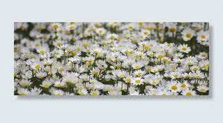 雏菊，花的，野生，外，自然，植物，夏天