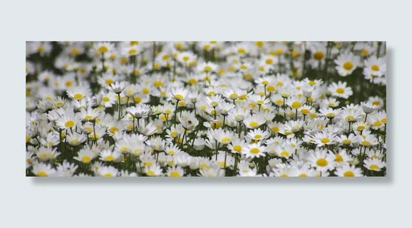 雏菊,花的,野生,外,自然,植物,夏天 雏菊,花的,野生,外,自然,植物,夏天