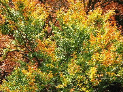 秋，树，叶子，秋叶，森林