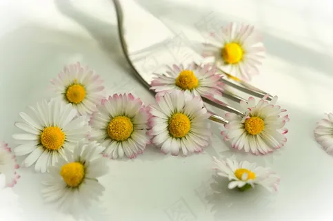 雏菊,食用花卉,素食主义者,蔬菜,素食主义者 雏菊,食用花卉,素食主义者,蔬菜,素食主义者