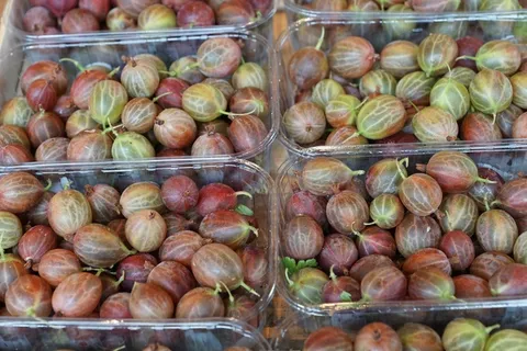 醋栗，吃，浆果，维生素，食品