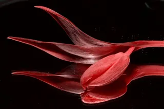 红色，郁金香，花