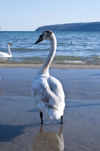 天鹅，冬天，水，鸟，景观，天空，季节，冷
