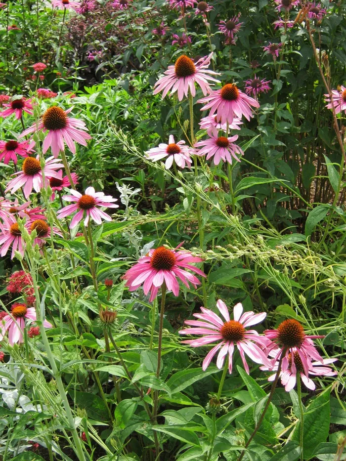 松果菊，鲜花，Blütenmeer，床，折扣