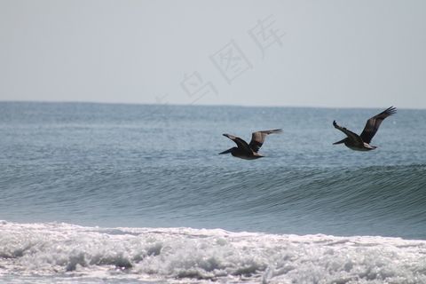 鸟，海洋，飞行，动物，海滩，沙，水