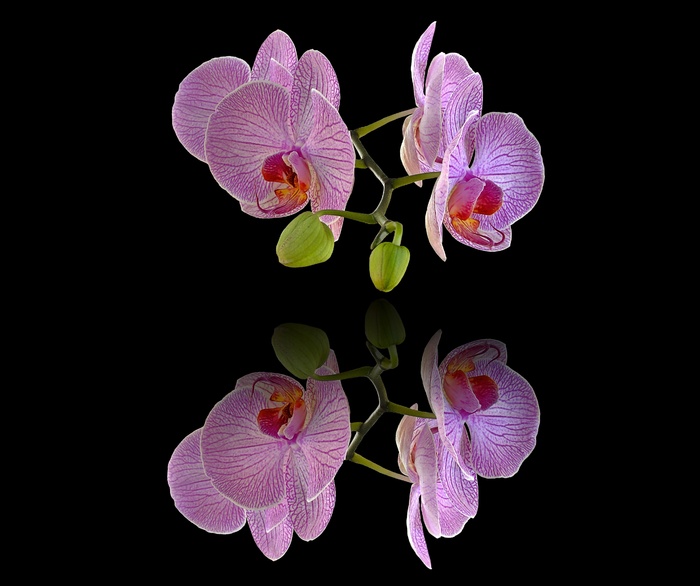 兰花，背景屏幕，照相排版，花