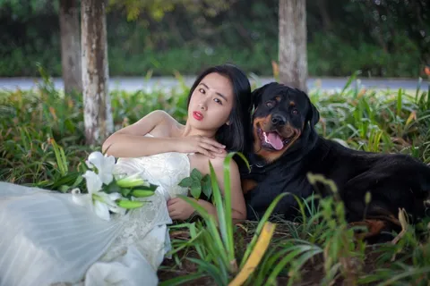 罗威纳犬，狗，婚纱，草坪，百合，女孩