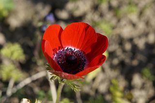 银莲花，花，红色，开花，关闭