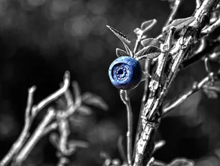 自然，宏，蓝莓，蓝色