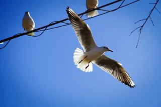 海鸥，自然，新，天空
