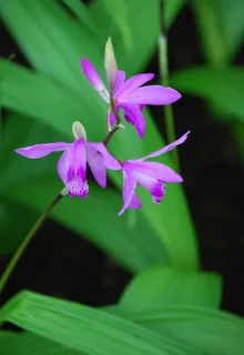 兰花，紫色，植物群，花，植物，盛开