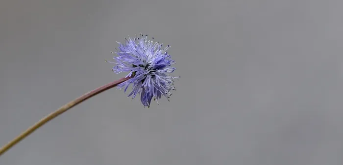 Jasione蒙大拿州，花，植物，开花，盛开，蓝色