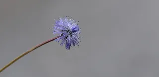 Jasione蒙大拿州，花，植物，开花，盛开，蓝色