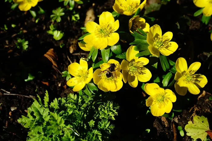 冬季，花，开花，黄色