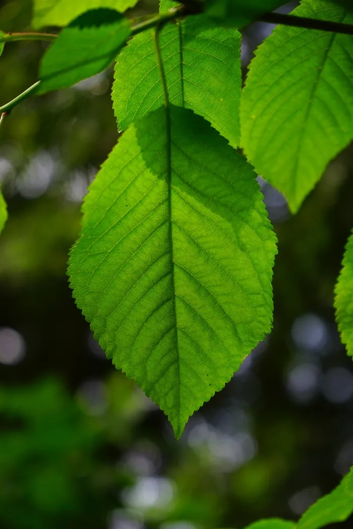 叶子，排骨，鹅耳,,叶子，绿色，颜色