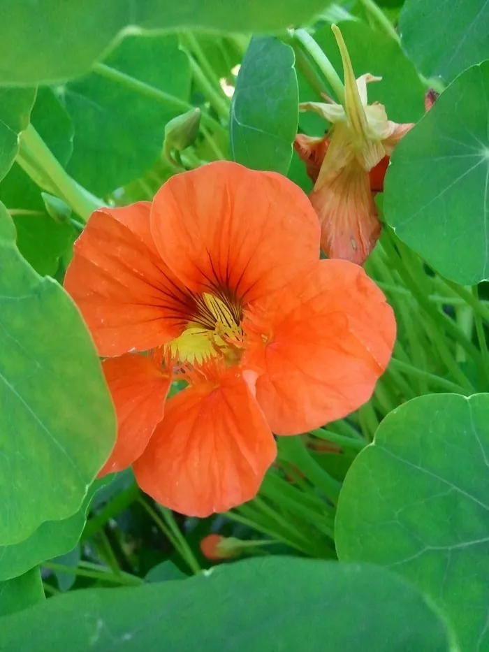 金莲花，橙色，花，绿色，宏，春天，盛开