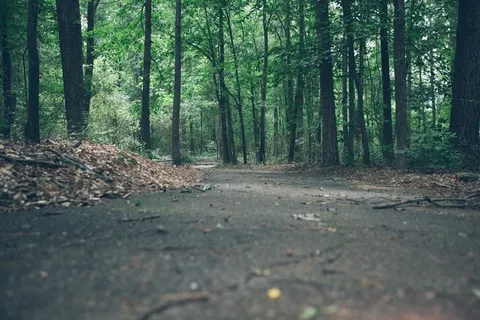 行人路,森林,森林,路径,自然,景观,树木 行人路,森林,森林,路径,自然,景观,树木