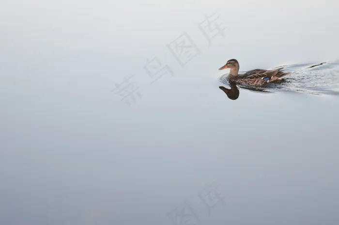 鸭，动物，鸟，自然，野生动物，野生，鹅