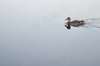 鸭，动物，鸟，自然，野生动物，野生，鹅