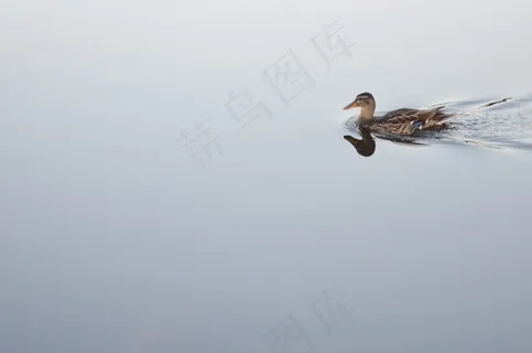 鸭,动物,鸟,自然,野生动物,野生,鹅 鸭,动物,鸟,自然,野生动物,野生,鹅