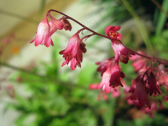 花，春天，粉红色
