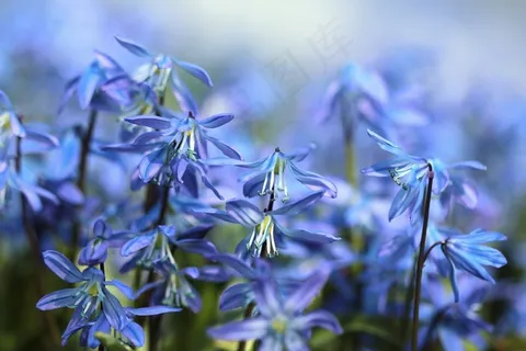 风信子,鲜花,绵,春天,蓝色,紫色,盛开 风信子,鲜花,绵,春天,蓝色,紫色,盛开