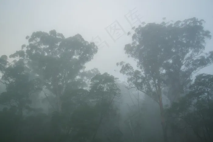 薄雾，口香糖树，悉尼，澳大利亚，雾，树，有机