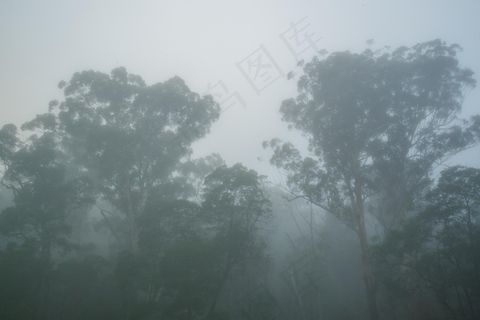 薄雾，口香糖树，悉尼，澳大利亚，雾，树，有机