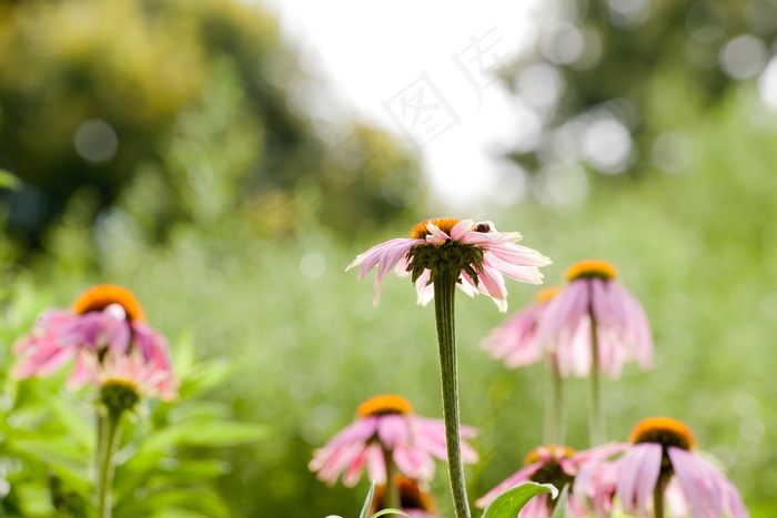 指出花，鲜花，开花，性质，春天