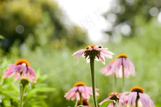 指出花，鲜花，开花，性质，春天