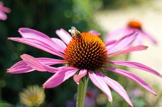 紫色Coneflower，紫锥菊，太阳帽