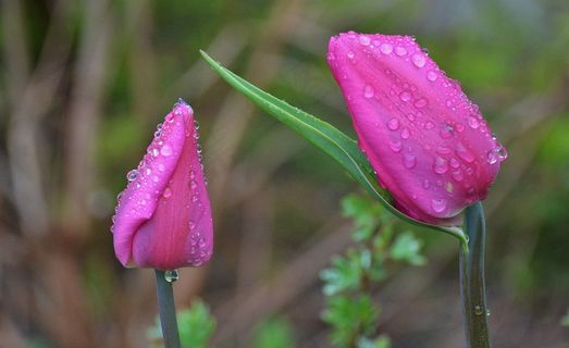 郁金香，百合，春天，性质，鲜花，郁金香，花