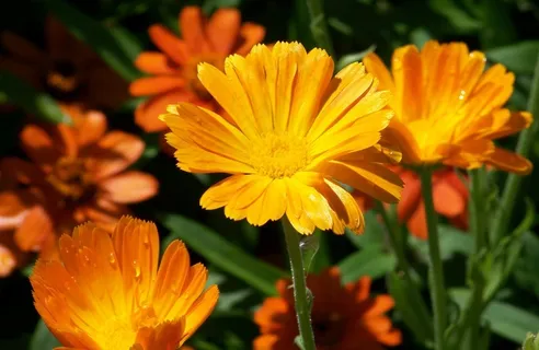 雏菊,鲜花,夏天,橙色,自然,花的,开花 雏菊,鲜花,夏天,橙色,自然,花的,开花