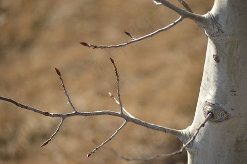 桦木，科，光，森林，树，性质，裸，空