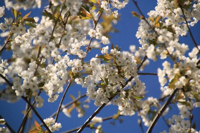 鲜花，开花，白，花园，植物，花