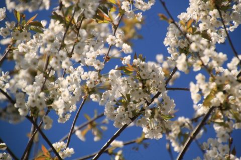 鲜花，开花，白，花园，植物，花