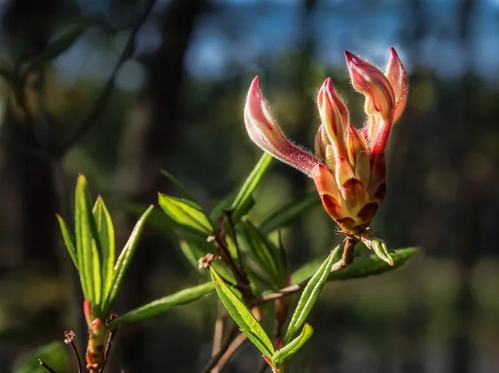 Pinxter花，野生杜鹃花