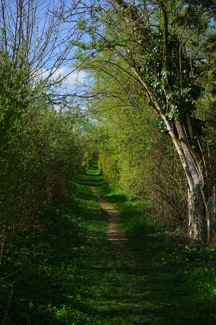 离，路径，迁徙路径，韦根，灌木，树木