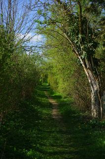 离，路径，迁徙路径，韦根，灌木，树木