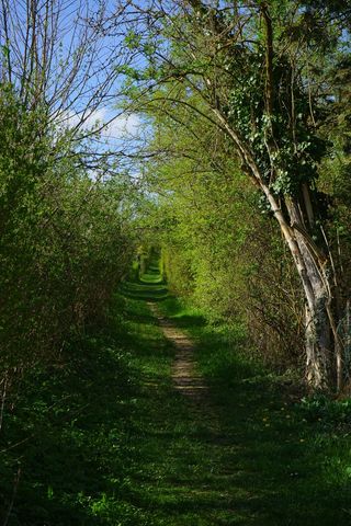 离，路径，迁徙路径，韦根，灌木，树木