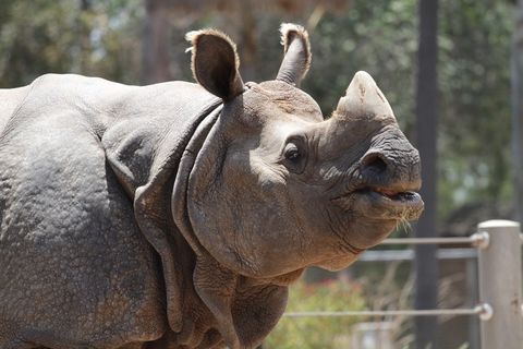 犀牛，动物，野生动物，野生，动物园，野生动物园，犀牛