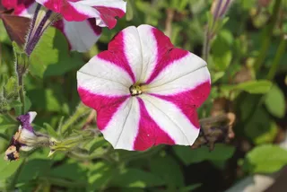 花，条纹，粉红色，白色，条纹，图案