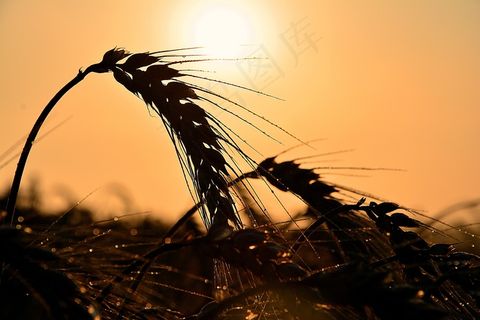 黎明，小麦，日出，晨曦