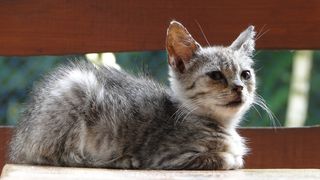 猫，小猫，动物，宠物，一只幼小的小猫，懒惰